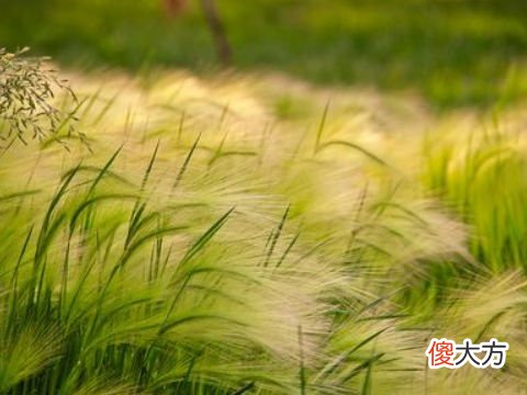 梦见手臂上有草