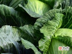 梦见巨大白菜
