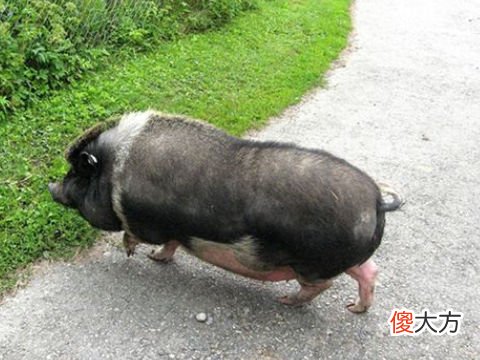 梦见又肥又大的猪