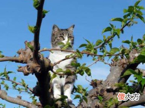 梦见猫在树上