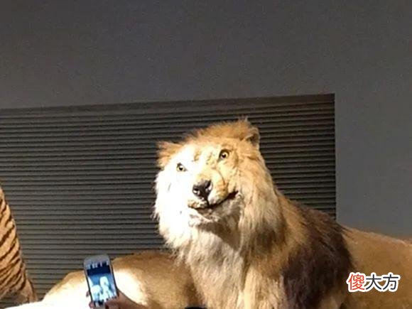 【游戏迷】人间最辣眼睛的艺术品，当属网友自制的动物标本