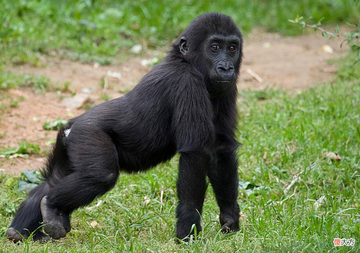 【爱历史】骡子作为马和驴的优秀后代，为何一怀孕就死？到底有何说法？