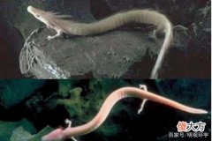 揭秘：深海真的是“生命禁区”吗？也许龙就在深海“龙宫”里