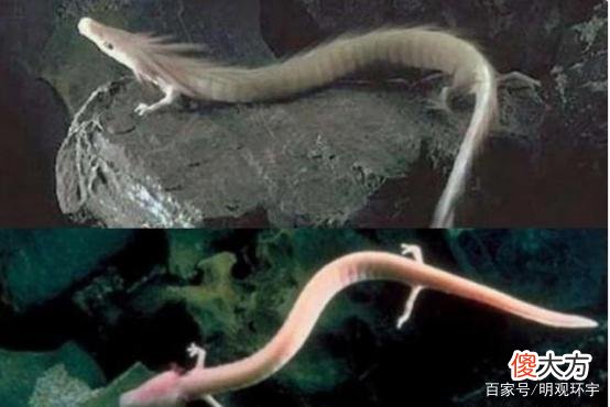 揭秘：深海真的是“生命禁区”吗？也许龙就在深海“龙宫”里