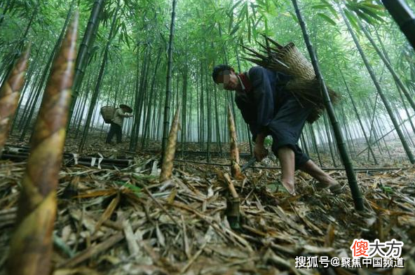 农民上山挖笋，发现2个“带血鸡蛋”，专家鉴定后直接叫价80万
