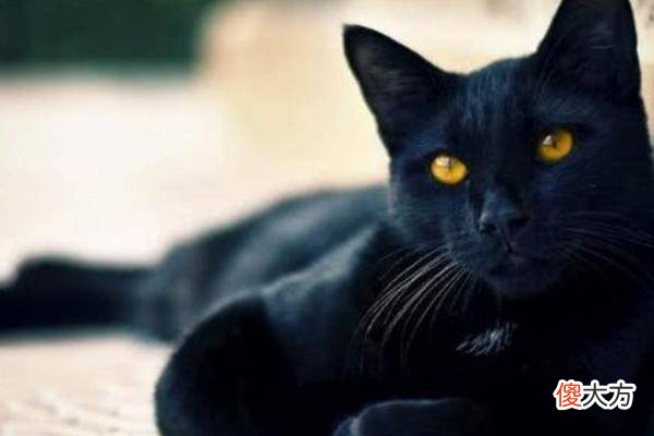 人死后猫不能靠近尸体？这并不是迷信说法，而是有科学依据的！