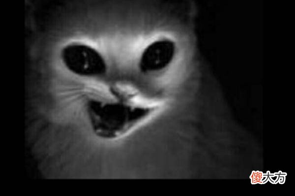 人死后猫不能靠近尸体？这并不是迷信说法，而是有科学依据的！