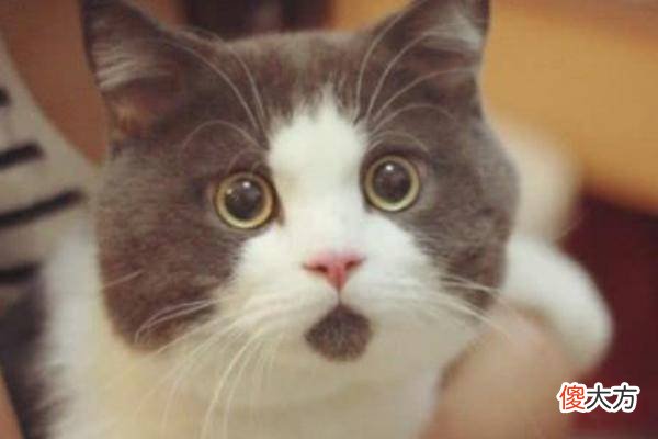 人死后猫不能靠近尸体？这并不是迷信说法，而是有科学依据的！