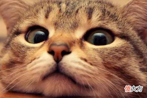 人死后猫不能靠近尸体？这并不是迷信说法，而是有科学依据的！