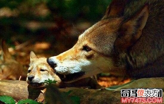 本世界即将灭绝的10大濒危动物 在渐渐的消亡