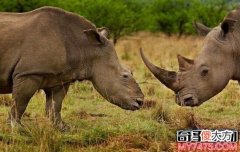 本世界即将灭绝的10大濒危动物 在渐渐的消亡