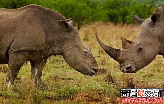 本世界即将灭绝的10大濒危动物 在渐渐的消亡