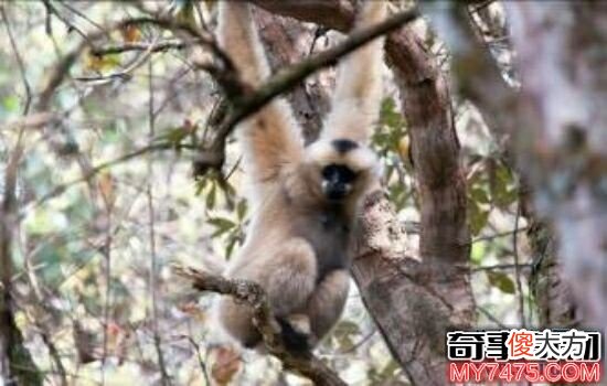 本世界即将灭绝的10大濒危动物 在渐渐的消亡