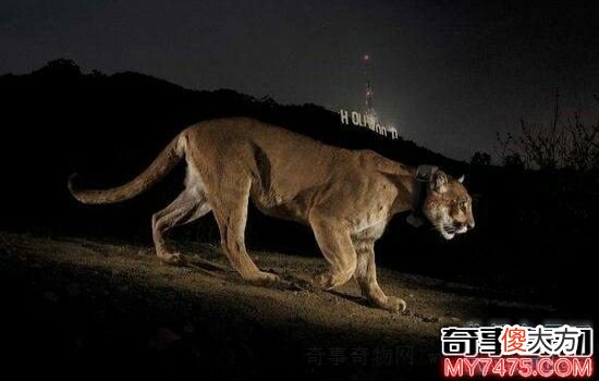 本世界即将灭绝的10大濒危动物 在渐渐的消亡