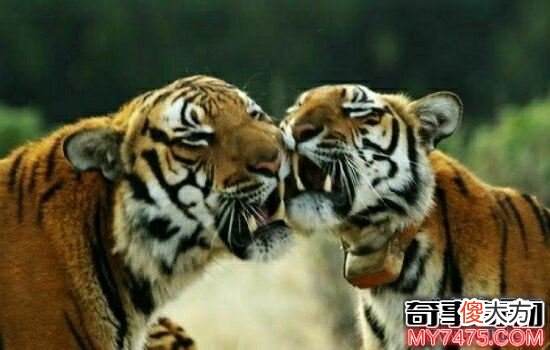 本世界即将灭绝的10大濒危动物 在渐渐的消亡