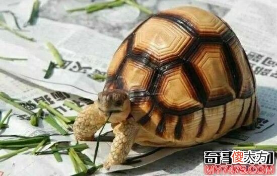本世界即将灭绝的10大濒危动物 在渐渐的消亡