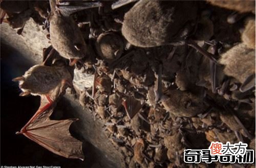 考古学家透露秦始皇陵内藏奇怪生物 所以一直不敢挖掘