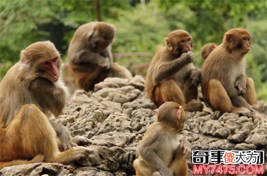 美国猴子案为什么影响这么大（美国猴子事件真相）
