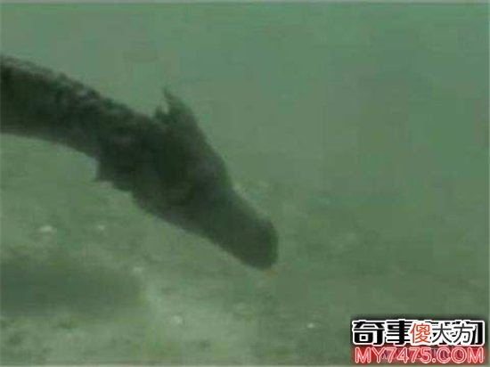 青海湖水怪曾多次出现 目击者表示身上长鳞片