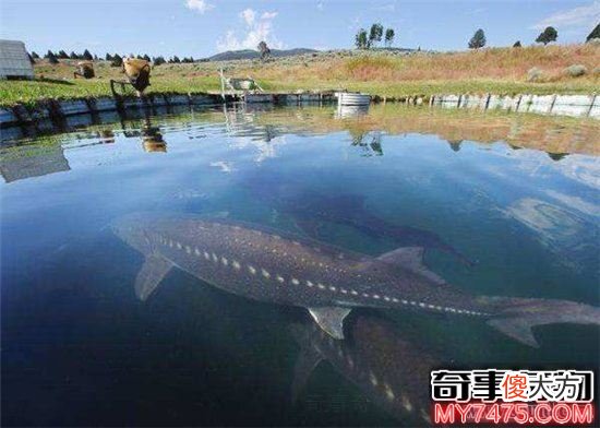 青海湖水怪曾多次出现 目击者表示身上长鳞片