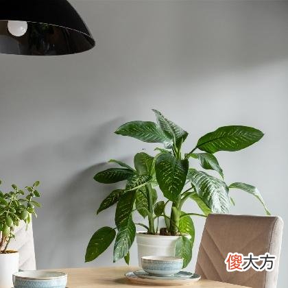 梦见挖棺材