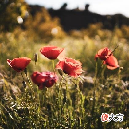 梦见自己偷胡椒