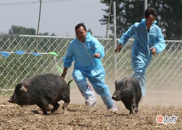 日本不办骑牛比赛却举办“骑猪大战”，中国游客：神剧再现！