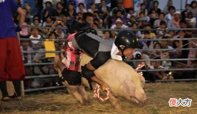 日本不办骑牛比赛却举办“骑猪大战”，中国游客：神剧再现！