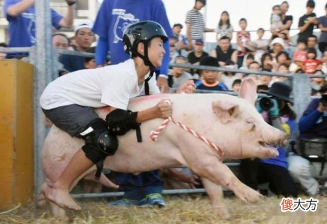日本不办骑牛比赛却举办“骑猪大战”，中国游客：神剧再现！