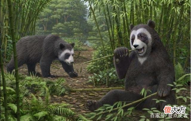 熊猫起源欧洲？多地发现熊猫化石，距今1000万年，我国专家咋说？