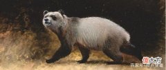 熊猫起源欧洲？多地发现熊猫化石，距今1000万年，我国专家咋说？
