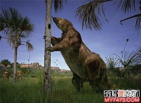 草原大地懒出现在数万年前 曾是肉食性动物