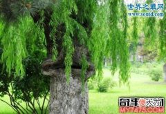 吃人植物食人柳 柳枝将猎物活活勒死并消化