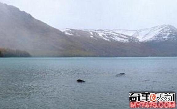 新疆喀纳斯湖水怪是否真的存在 或巨型哲罗鲑