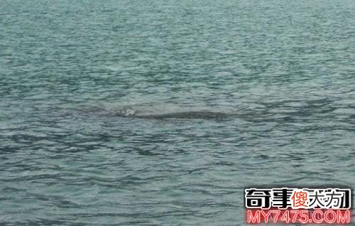 新疆喀纳斯湖水怪是否真的存在 或巨型哲罗鲑