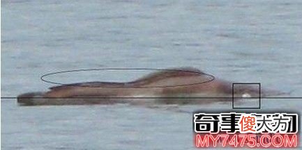 新疆喀纳斯湖水怪是否真的存在 或巨型哲罗鲑
