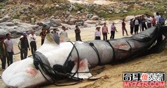 新疆喀纳斯湖水怪是否真的存在 或巨型哲罗鲑