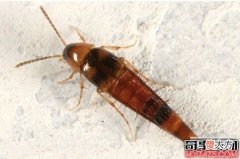 毒隐翅虫为什么那么毒 体内含有大量强酸性的腐蚀性液体