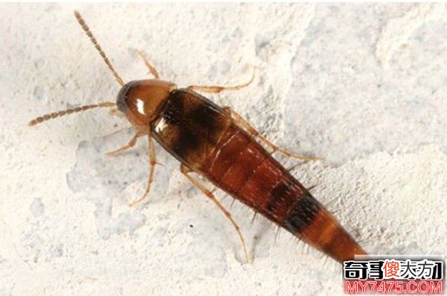 毒隐翅虫为什么那么毒 体内含有大量强酸性的腐蚀性液体