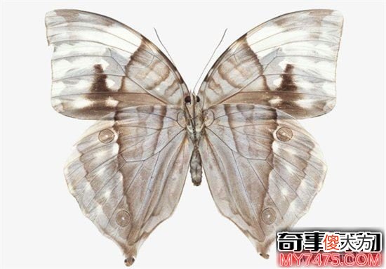 神奇的隐形动物 身体透明且能控制光线