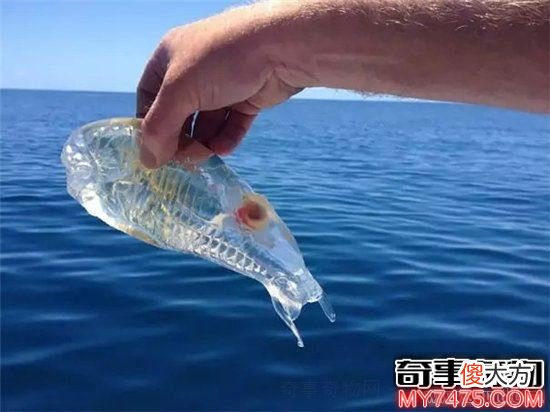 神奇的隐形动物 身体透明且能控制光线