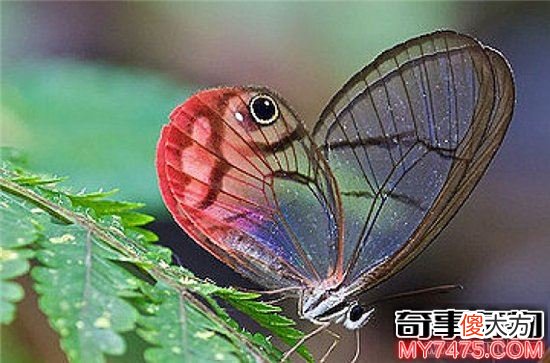 神奇的隐形动物 身体透明且能控制光线