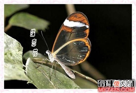 神奇的隐形动物 身体透明且能控制光线