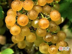 红酒代理商和酒庄直销 红酒代理葡萄酒招商