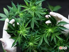 真相竟是种植大麻？澳大利亚惊现粉红夜空，当地居民怕是世界末日