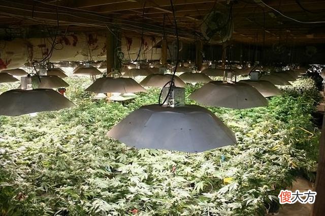 真相竟是种植大麻？澳大利亚惊现粉红夜空，当地居民怕是世界末日