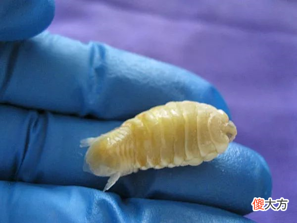 扳开鱼嘴神秘生物出现！海中狠角色“鱼虱”，假装舌头搜刮食物