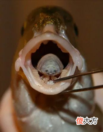 扳开鱼嘴神秘生物出现！海中狠角色“鱼虱”，假装舌头搜刮食物