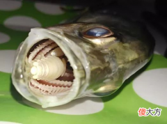 扳开鱼嘴神秘生物出现！海中狠角色“鱼虱”，假装舌头搜刮食物