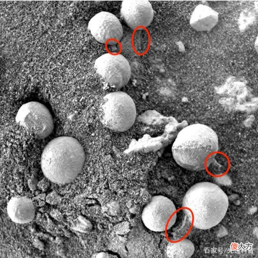 火星上发现了“蘑菇”和“蓝莓”，三天长大一圈，真的有生命？